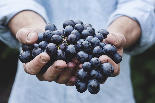 fruits